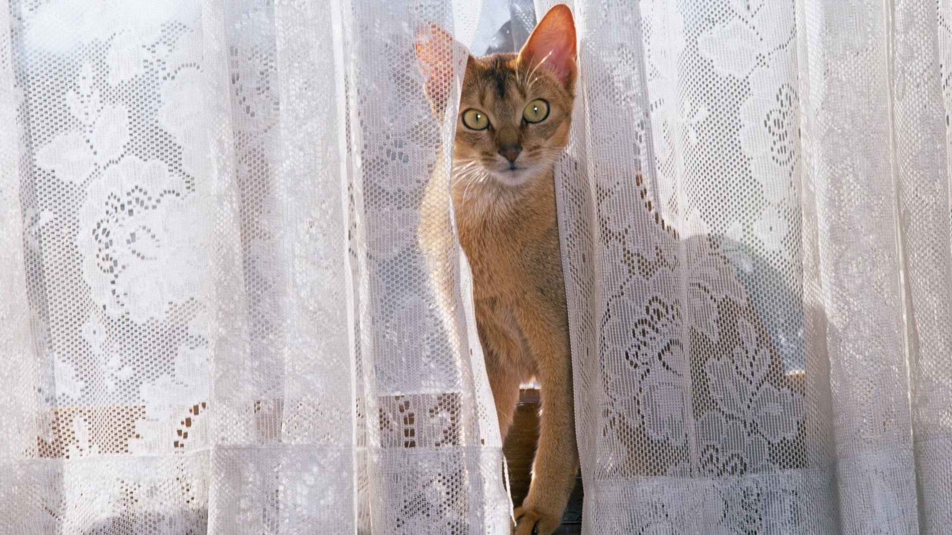 cats, Window Wallpaper