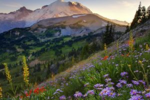 mountainside, Flowers