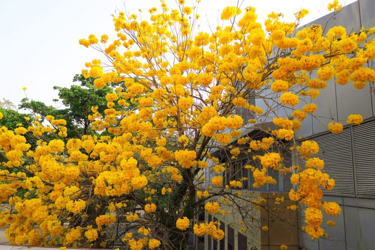 tree, Flower, Photo, Beautiful, Yellow, Natute HD Wallpaper Desktop Background