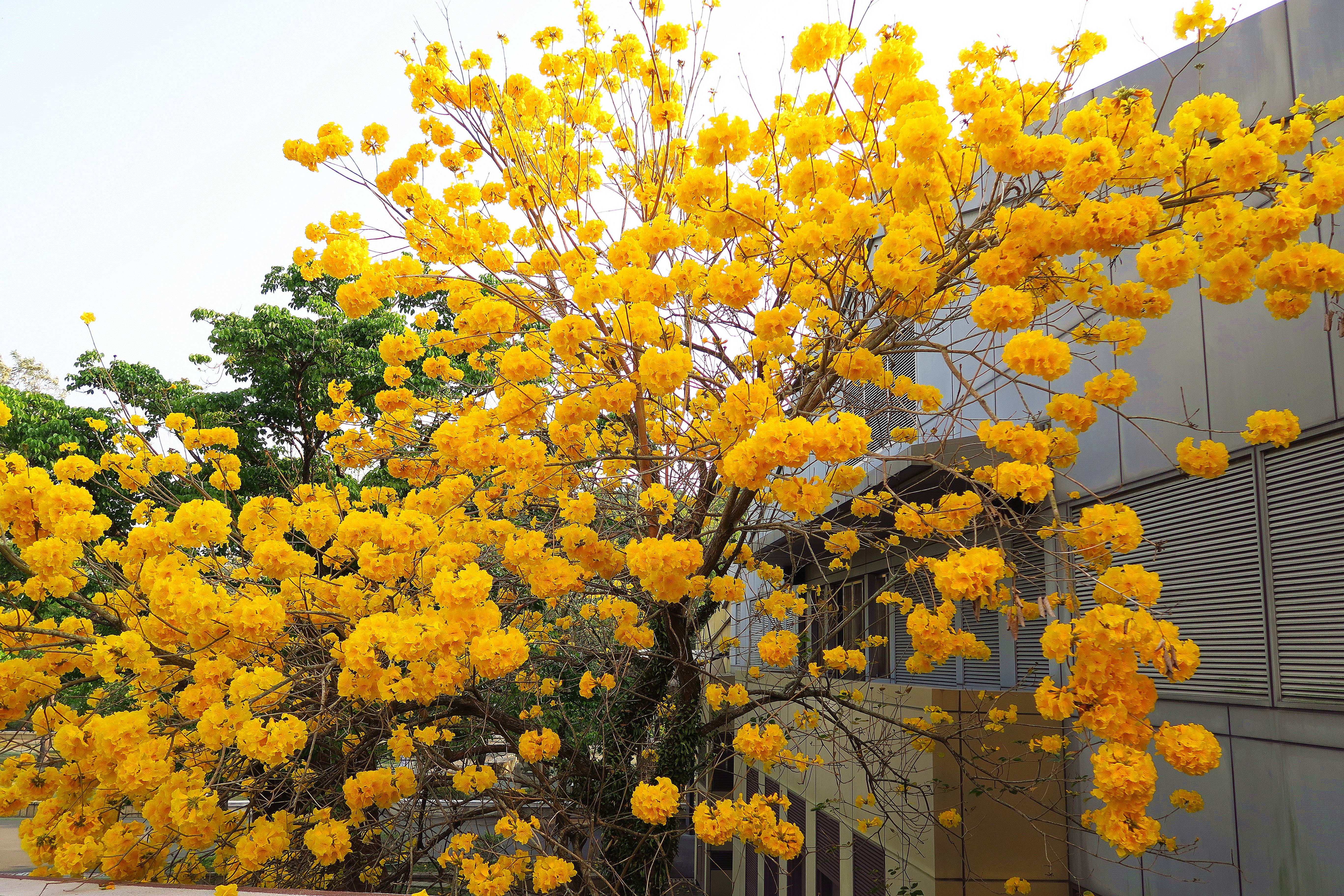 tree, Flower, Photo, Beautiful, Yellow, Natute Wallpaper