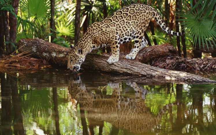 jaguar HD Wallpaper Desktop Background