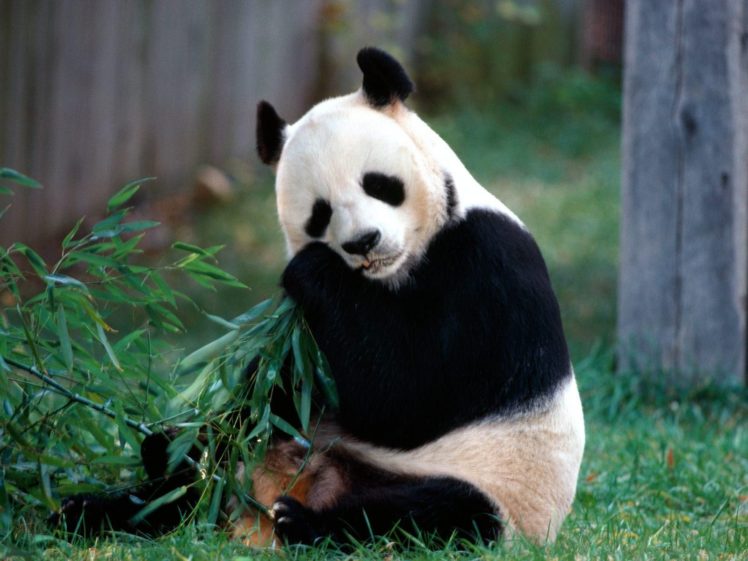 panda, Bears,  , Snack, Time HD Wallpaper Desktop Background