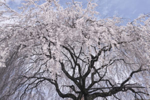 cherry, Blossom, Flowers, Tree, Branches