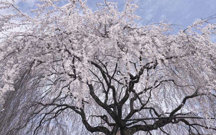 cherry, Blossom, Flowers, Tree, Branches HD Wallpaper Desktop Background
