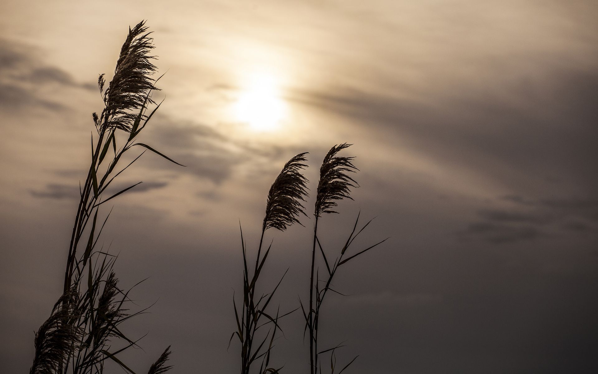 plant, Sunlight Wallpaper