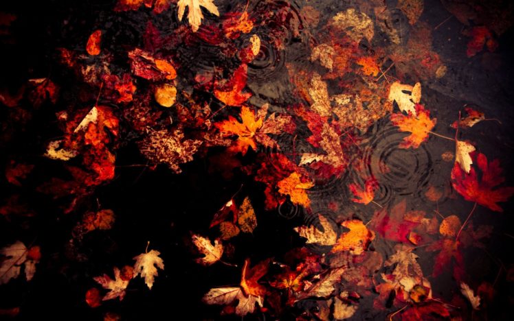 leaves, Floating, On, The, Lake HD Wallpaper Desktop Background