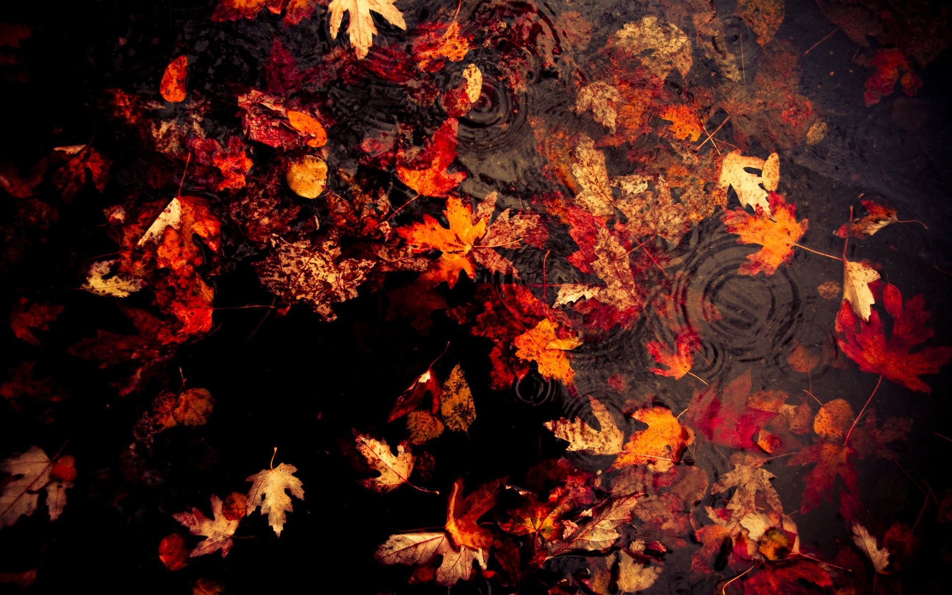 leaves, Floating, On, The, Lake Wallpaper