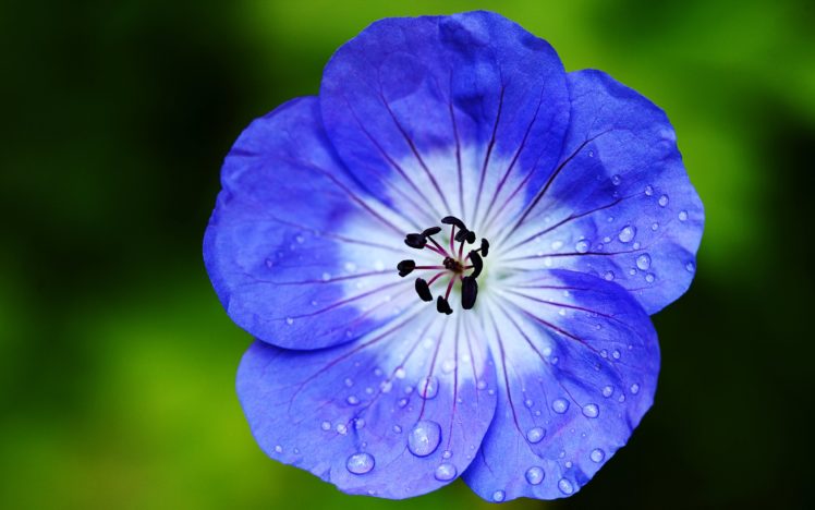 geran, Flowers, Blue, Garden, Spring, Nature, Landscapes, Beauty HD Wallpaper Desktop Background