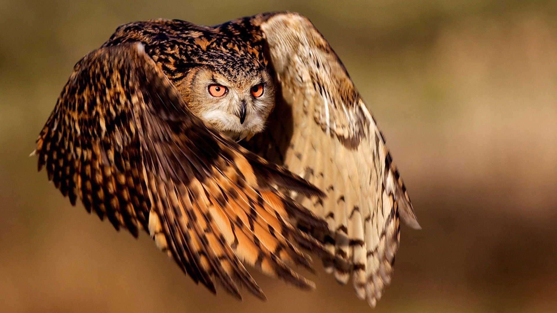 owl Wallpaper