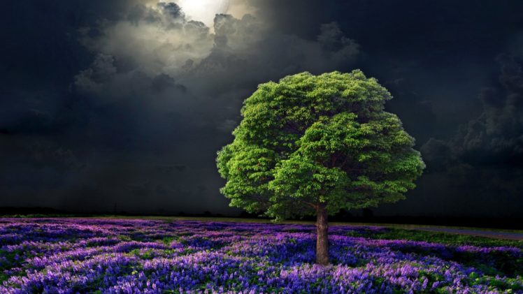 fields, Sky, Moonlight, Night HD Wallpaper Desktop Background