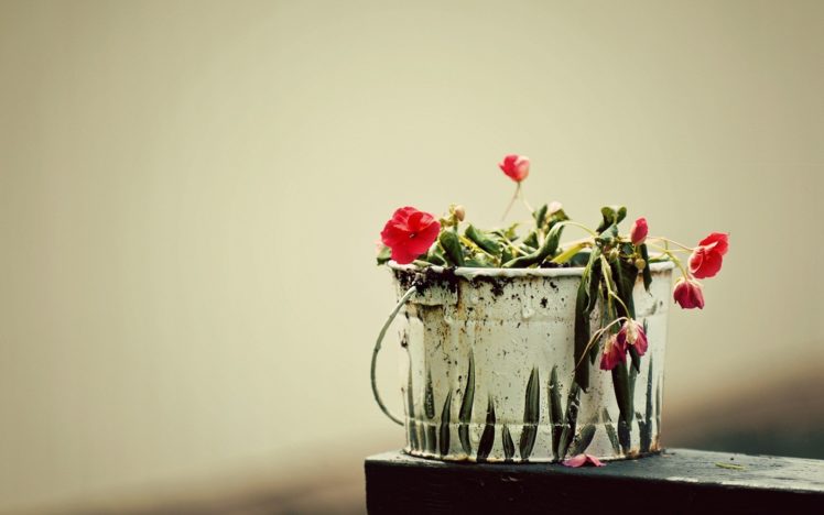 pail, With, Flowers HD Wallpaper Desktop Background