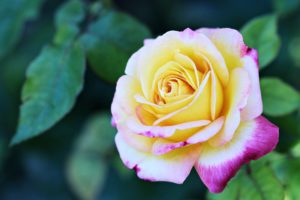rose, Flowers, Gardens, Spring, Love, Girls, Emotions, Nature, Earth, Yellow
