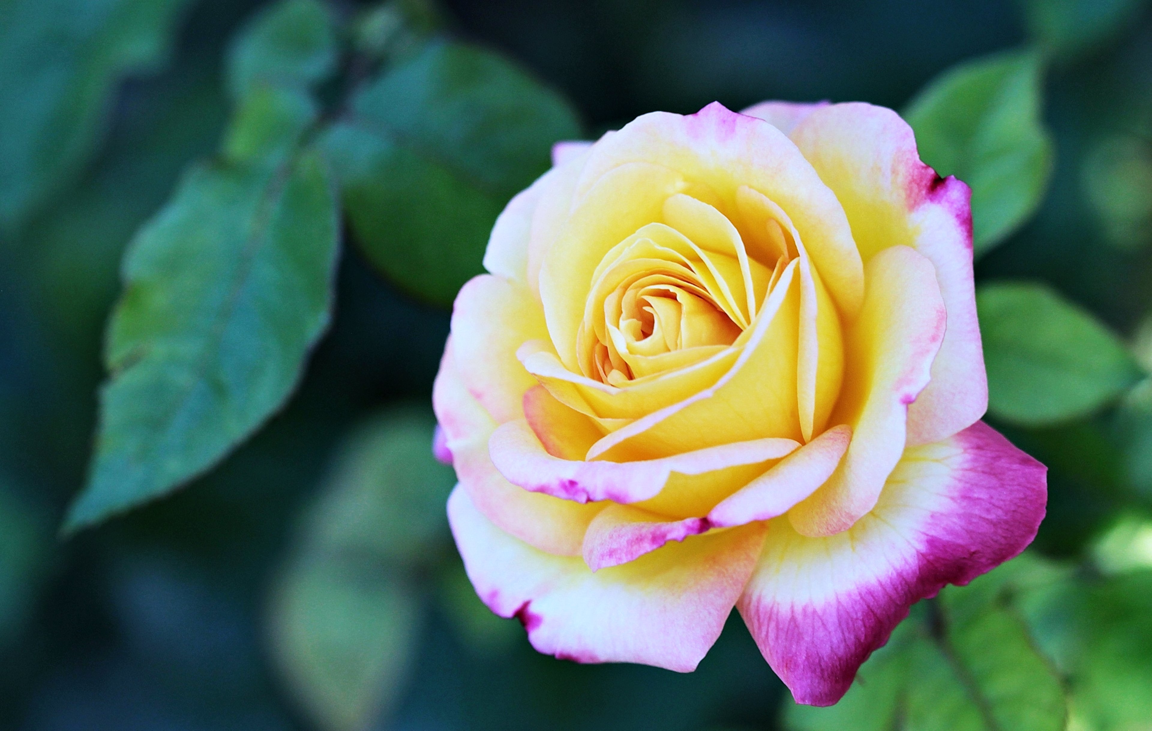 rose, Flowers, Gardens, Spring, Love, Girls, Emotions, Nature, Earth, Yellow Wallpaper