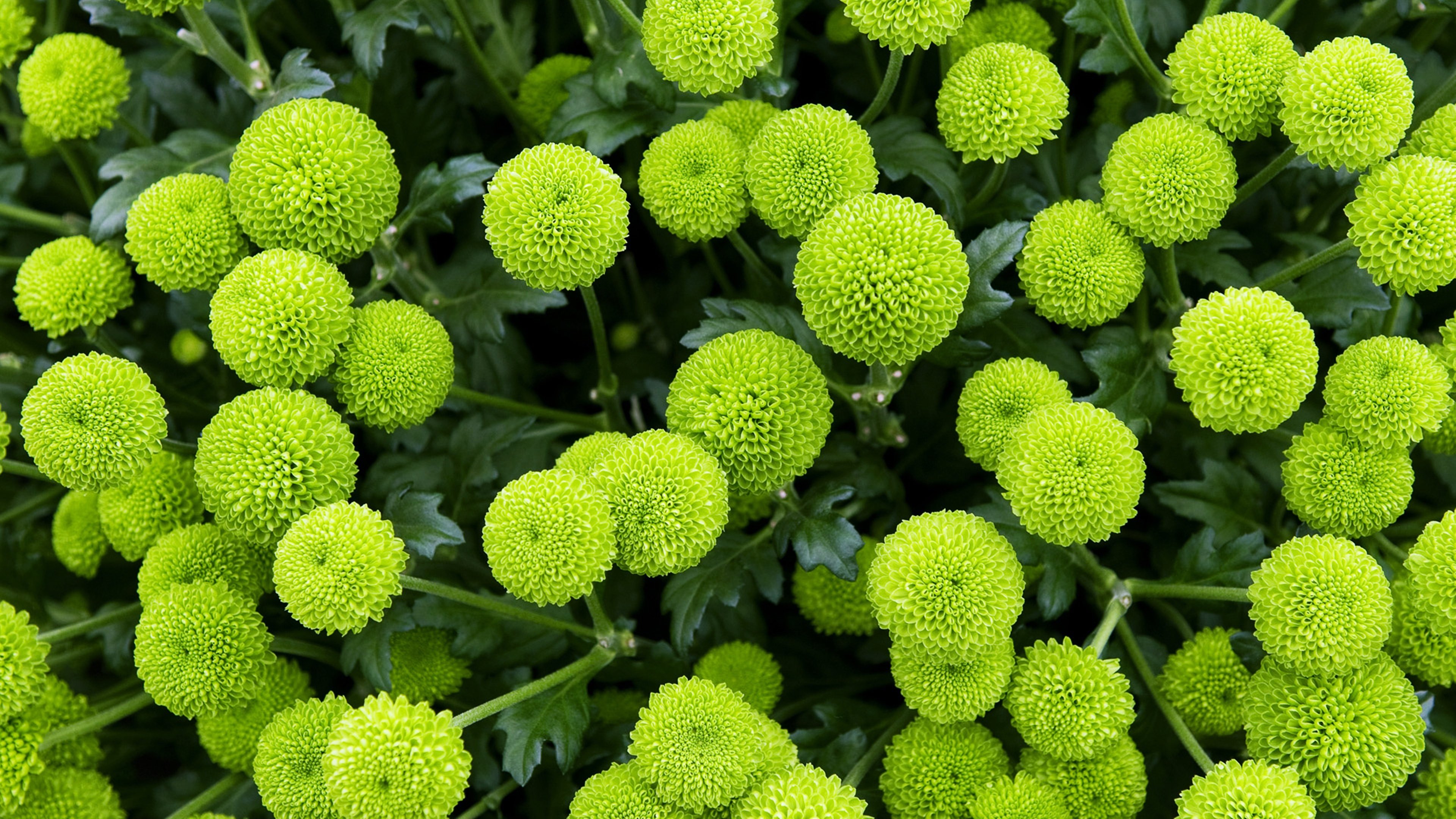Зеленые шары на фото