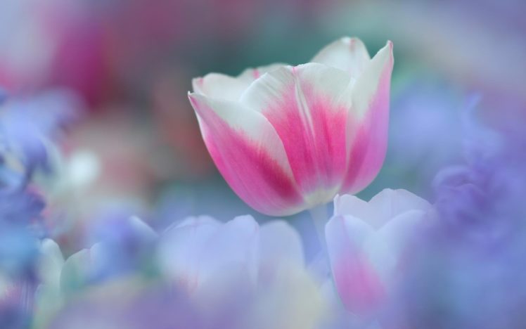 pink, White, Tulip HD Wallpaper Desktop Background