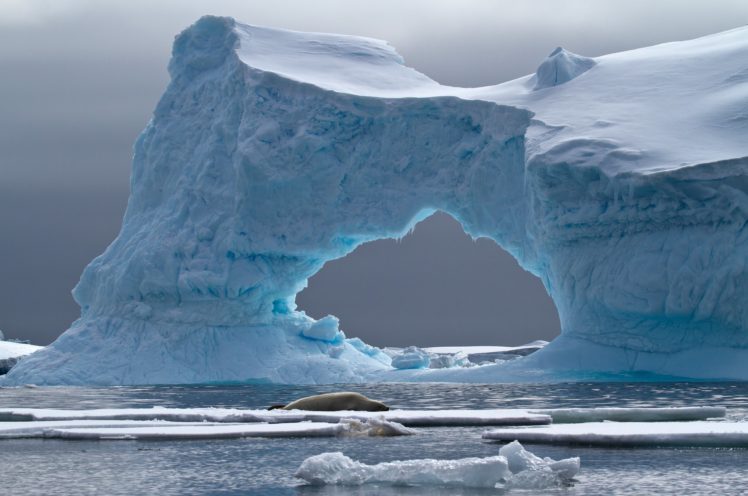 antarctica, Iceberg, Ice, Arc, Sea, Seal, Animal, Winter, Landscape, Nature HD Wallpaper Desktop Background