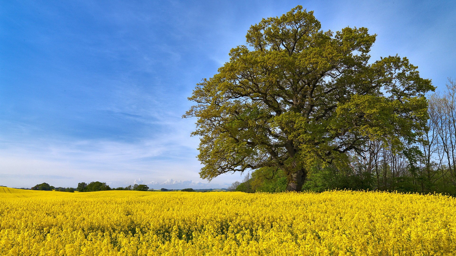 field, Flower, Tree, Landscape Wallpaper