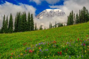 nature, Grass, Flowers, Meadow, Slope, Trees, Pine, Spruce, Fir, Mountains, Clouds, Sky