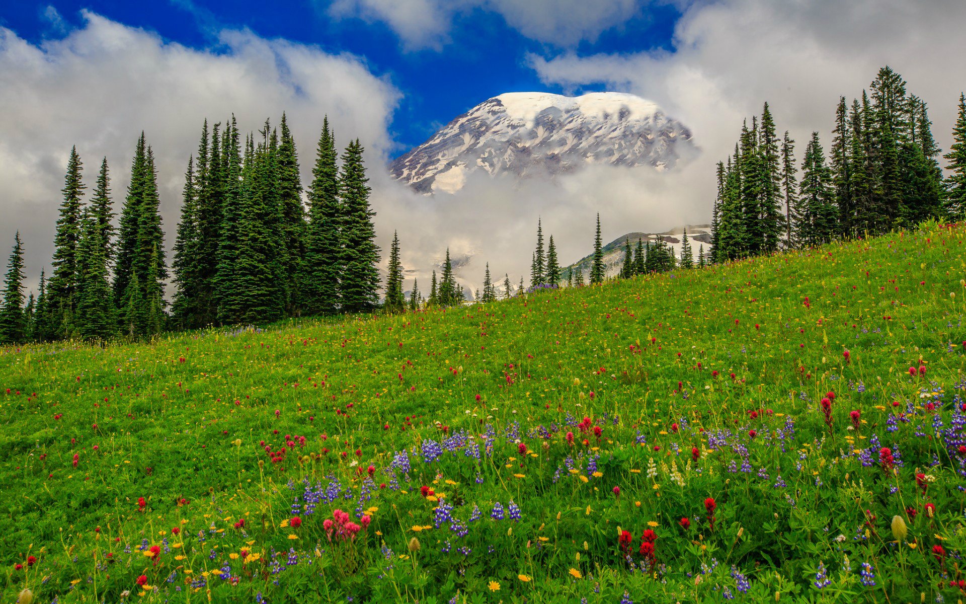 nature, Grass, Flowers, Meadow, Slope, Trees, Pine, Spruce, Fir, Mountains, Clouds, Sky Wallpaper