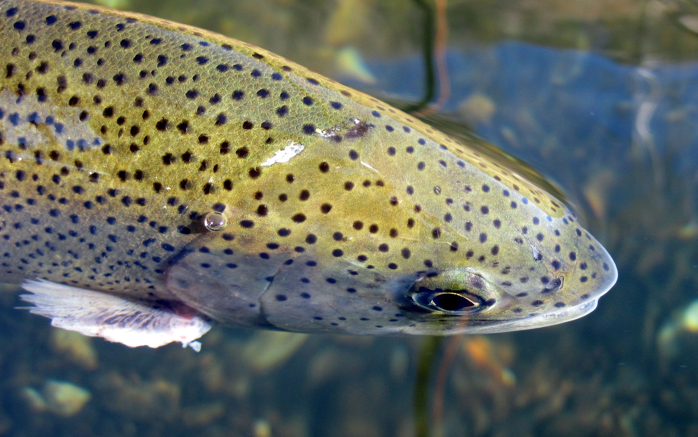 underwater, Fish, Fishes, Fishing, Trout Wallpaper