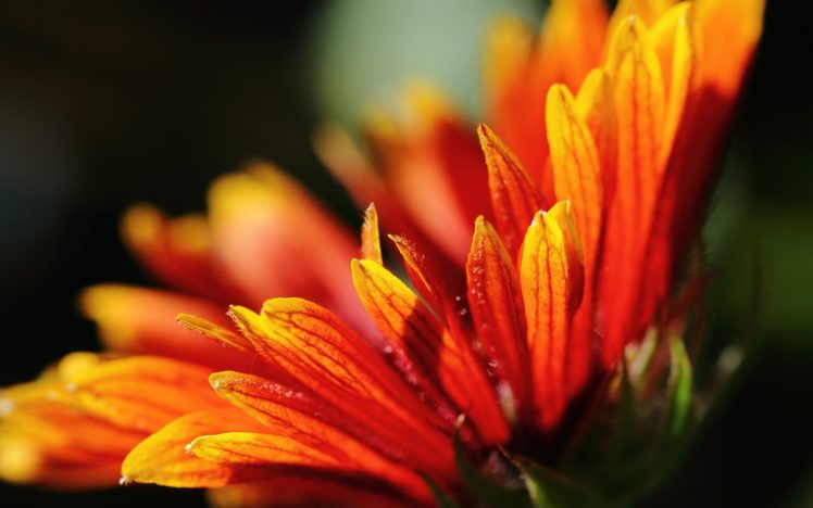 close up, Flowers, Plants, Macro HD Wallpaper Desktop Background