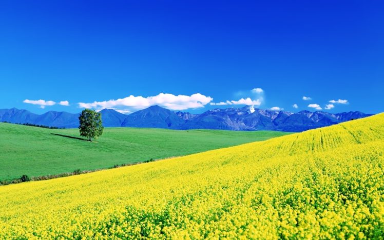 flowers, Yellow, Fields, Spring, Earth, Nature, Landscapes, Sunny, Sky, Mountains, Hills, Trees, Green, Grass, Beauty HD Wallpaper Desktop Background