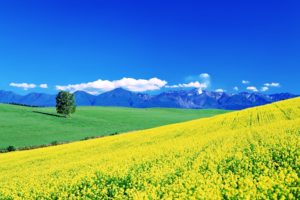 flowers, Yellow, Fields, Spring, Earth, Nature, Landscapes, Sunny, Sky, Mountains, Hills, Trees, Green, Grass, Beauty