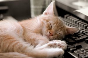 cats, Sleep, Keyboard, Pc, Computers, Mood, Animals, Pets
