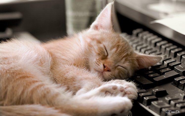 cats, Sleep, Keyboard, Pc, Computers, Mood, Animals, Pets HD Wallpaper Desktop Background
