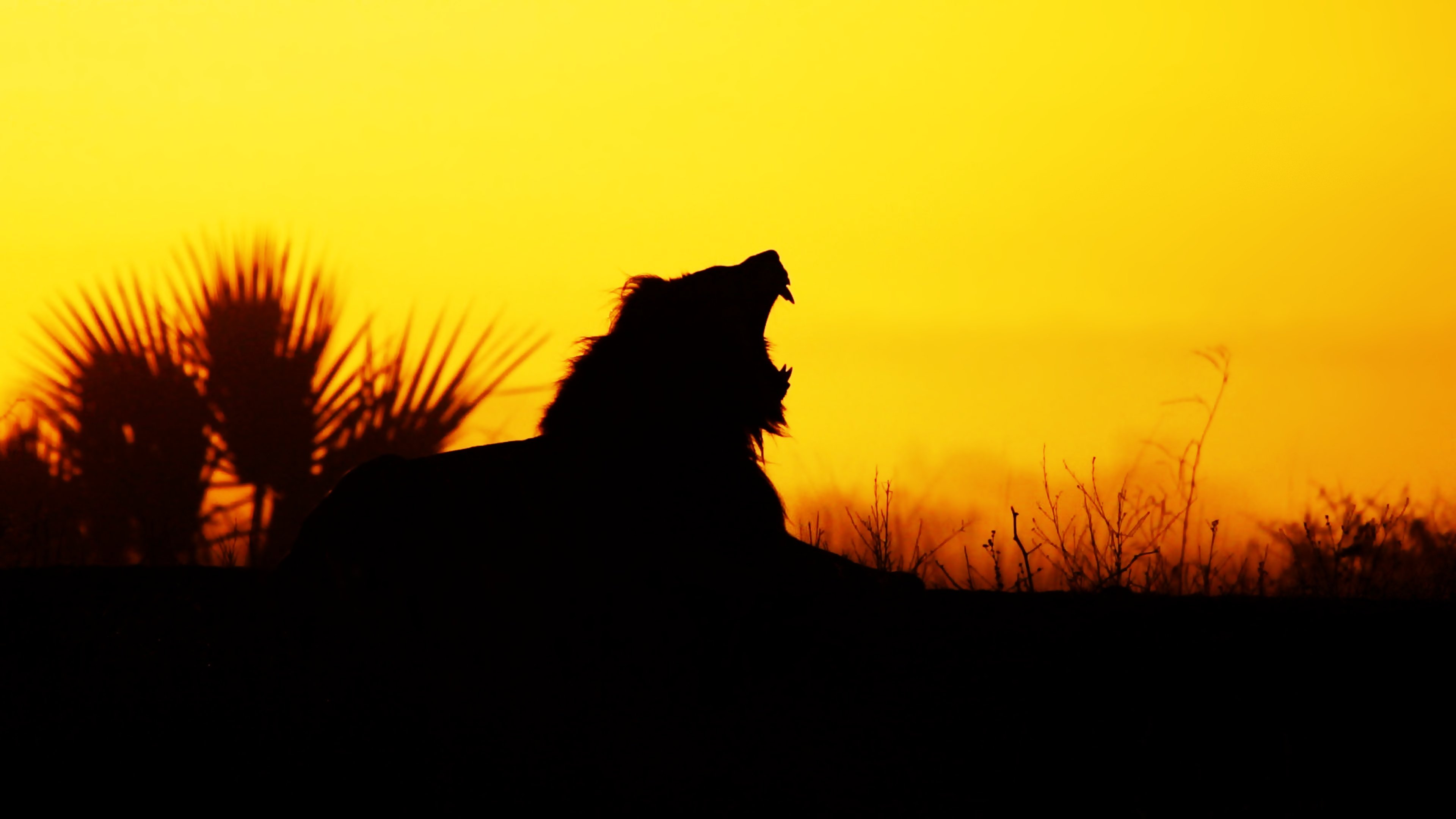 lion, Wild, Yellow, Orange, Nature, Sunset, Animals, Landscapes, Africa, Earth, Predators, Roar, Cray Wallpaper