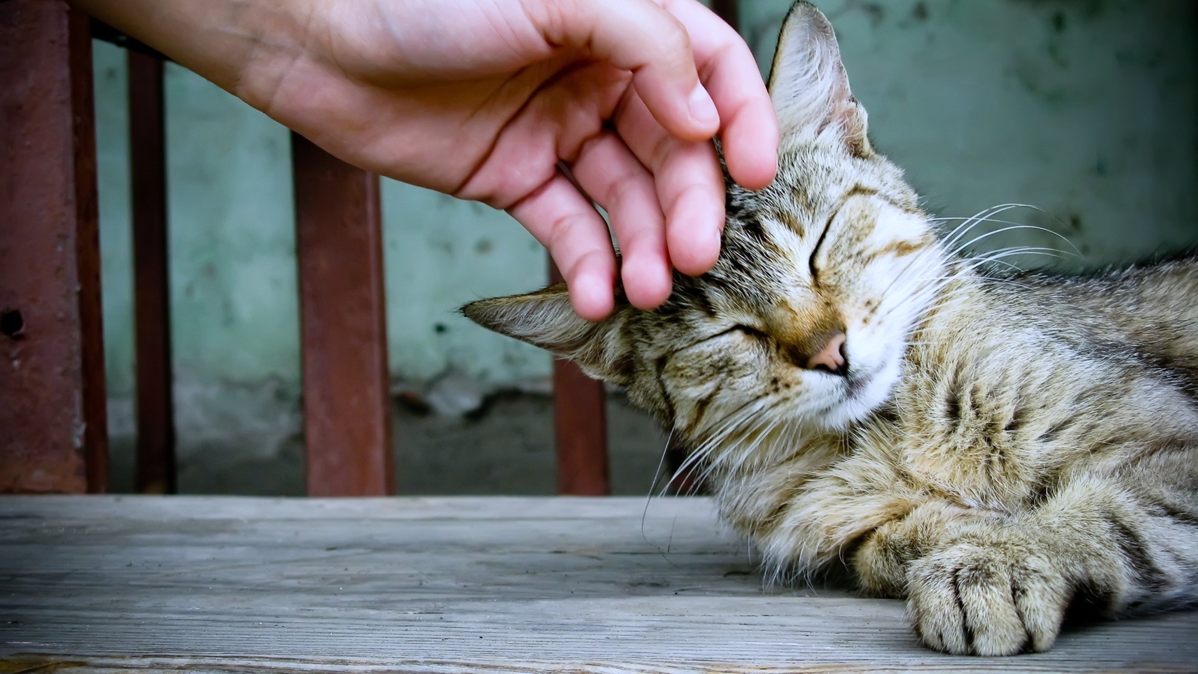 cats, Pets, Relax, Hand, Playing, Touch, Animals, Sleep Wallpaper