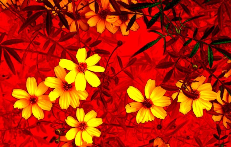 flower, Red, Nature HD Wallpaper Desktop Background