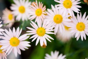 daisy, White, Flower, Nature