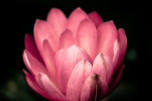 lotus, Flower, Water, Pink