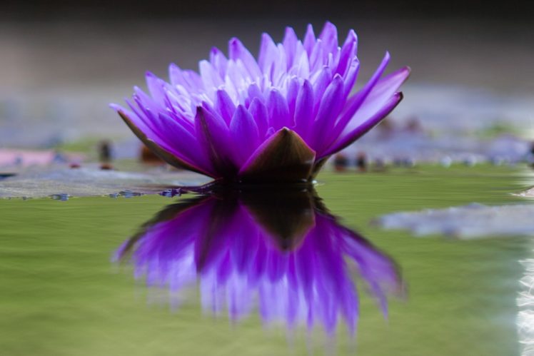 flower, Water, Nature, Beautiful HD Wallpaper Desktop Background