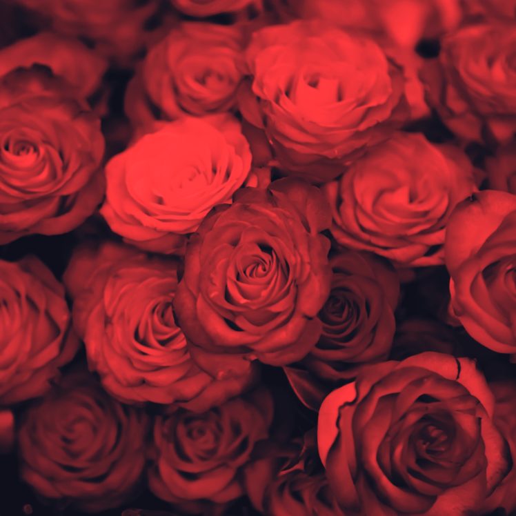 flower, Water, Nature, Beautiful, Re, Roses HD Wallpaper Desktop Background