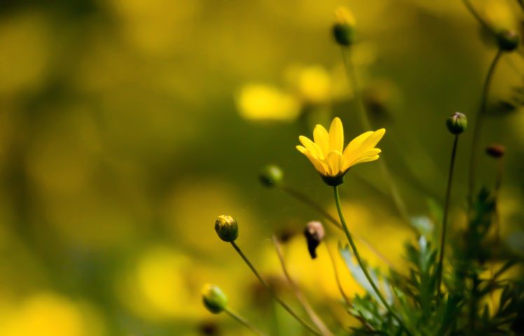 flower, Water, Nature, Beautiful, Yellow HD Wallpaper Desktop Background