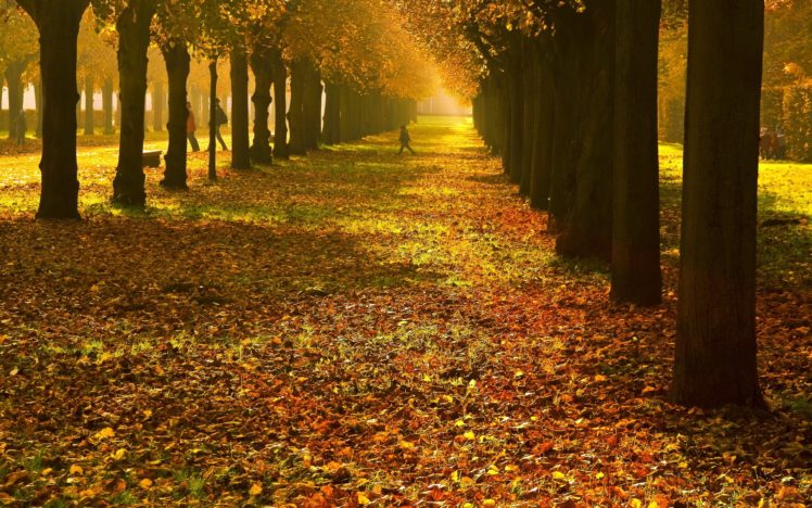 landscapes, Nature, Trees, Leaves, Seasons, Parks HD Wallpaper Desktop Background