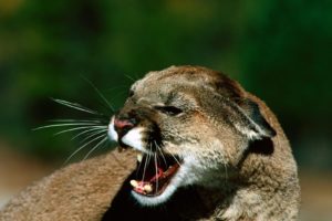 animals, Outdoors, Bobcats, Angry