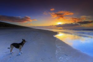 dog, Beaches, Sea, Ocean, Sunset, Sky, Clouds, Beauty, Romantic, German, Shepherd