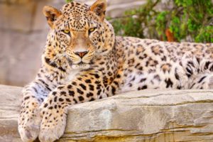 nature, Animals, Feline, Leopards