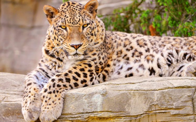nature, Animals, Feline, Leopards HD Wallpaper Desktop Background