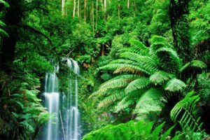green, Landscapes, Trees, Jungle, Forest, Rainforest