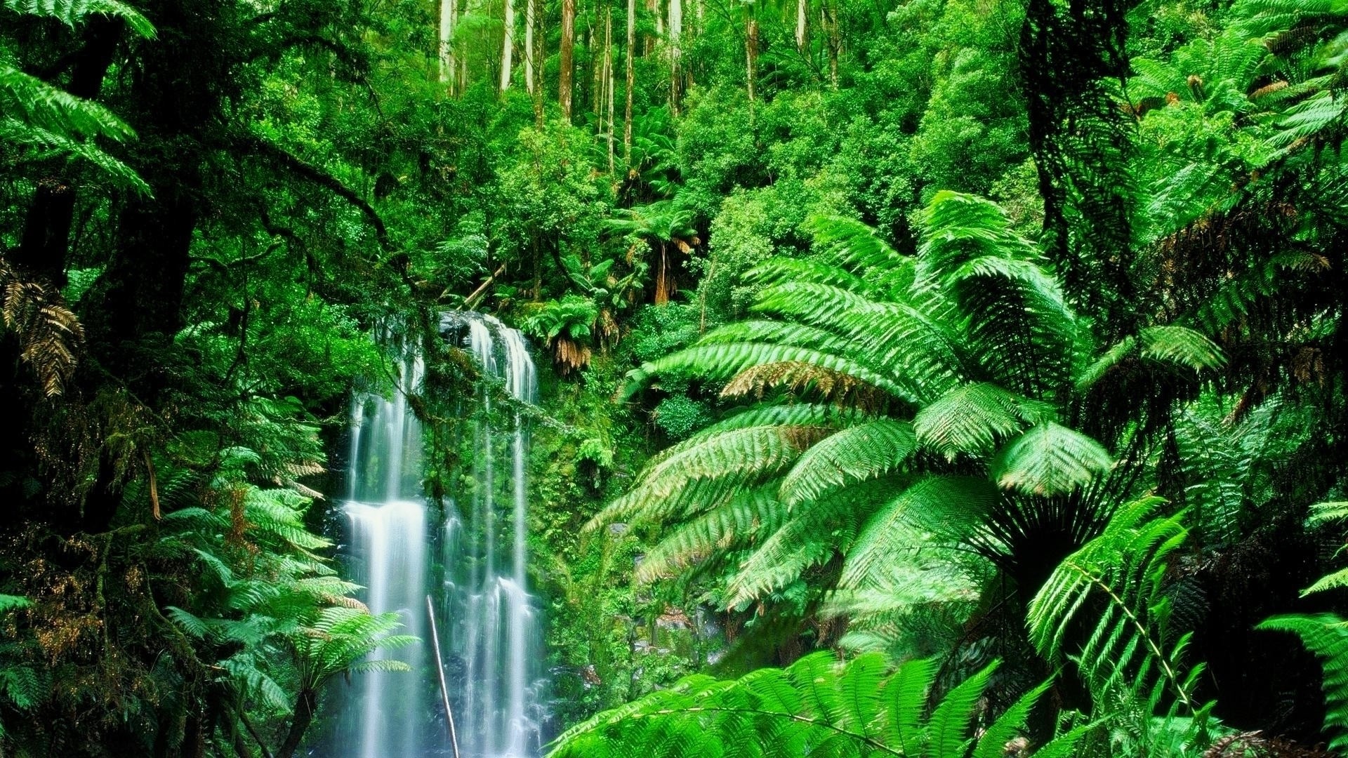 green, Landscapes, Trees, Jungle, Forest, Rainforest Wallpaper