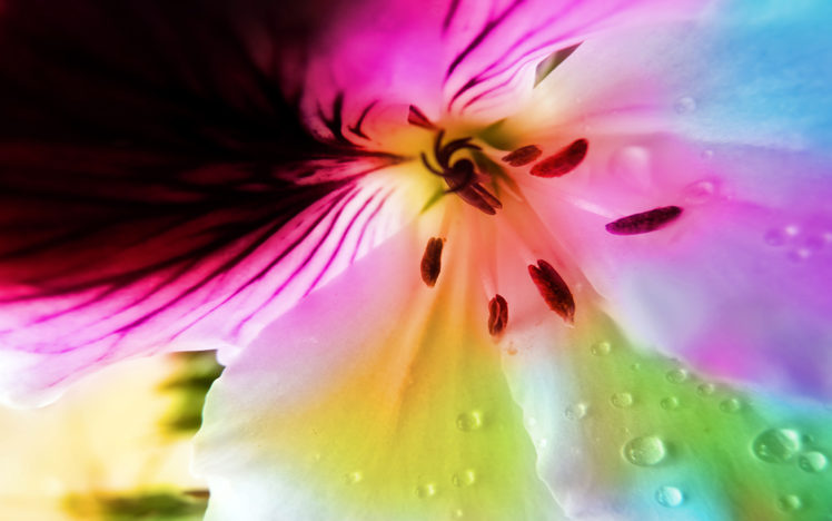 flowers HD Wallpaper Desktop Background