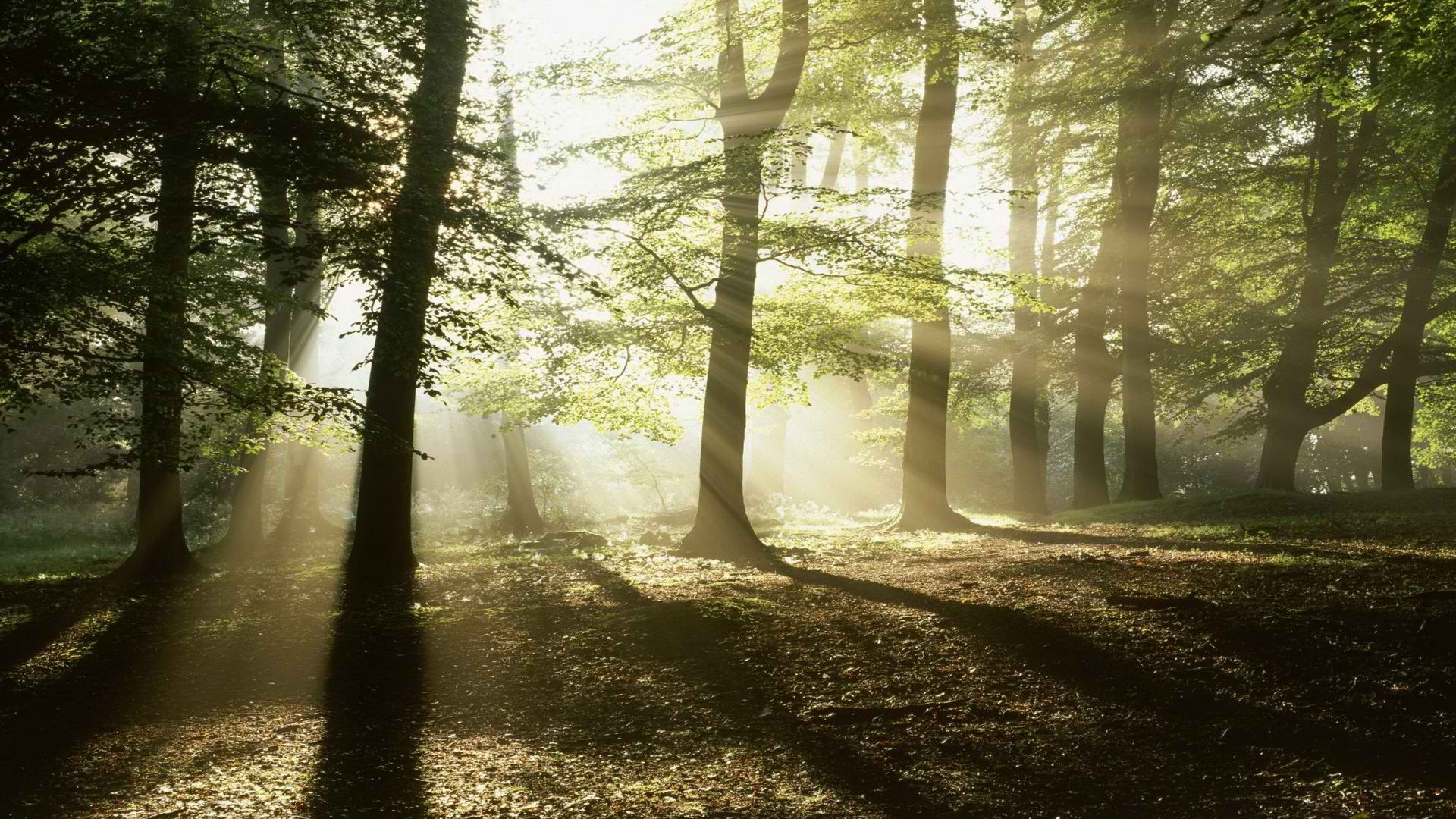 forest Wallpaper