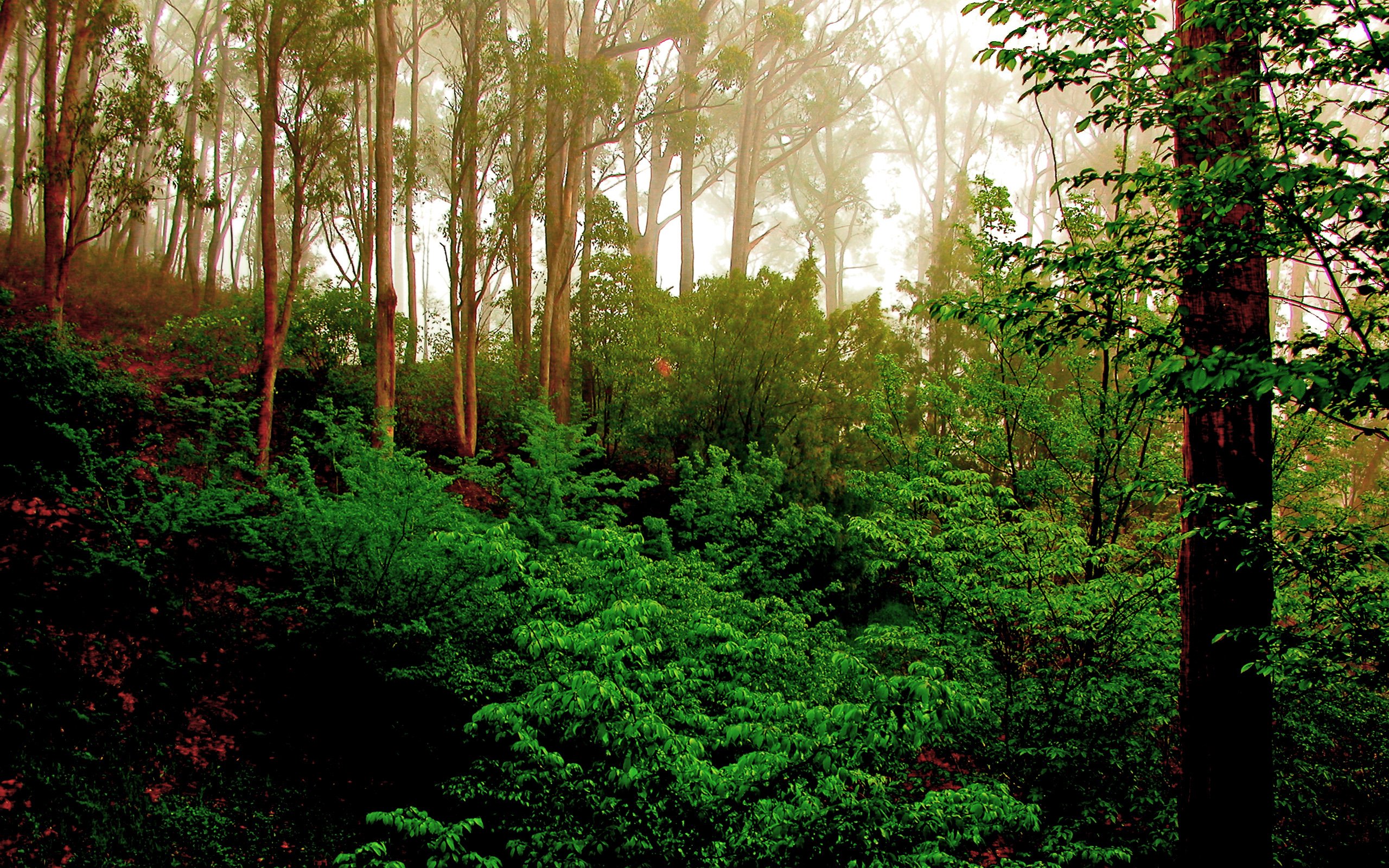 green, Forest, Trees Wallpaper