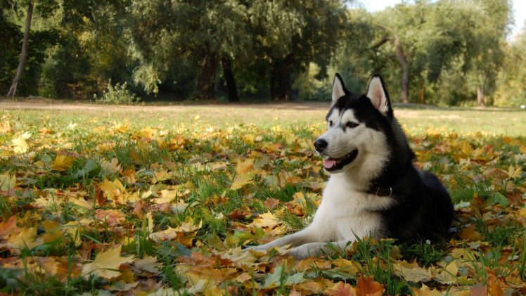 nature, Autumn,  season , Animals, Leaves, Dogs, Husky, Siberian, Husky HD Wallpaper Desktop Background