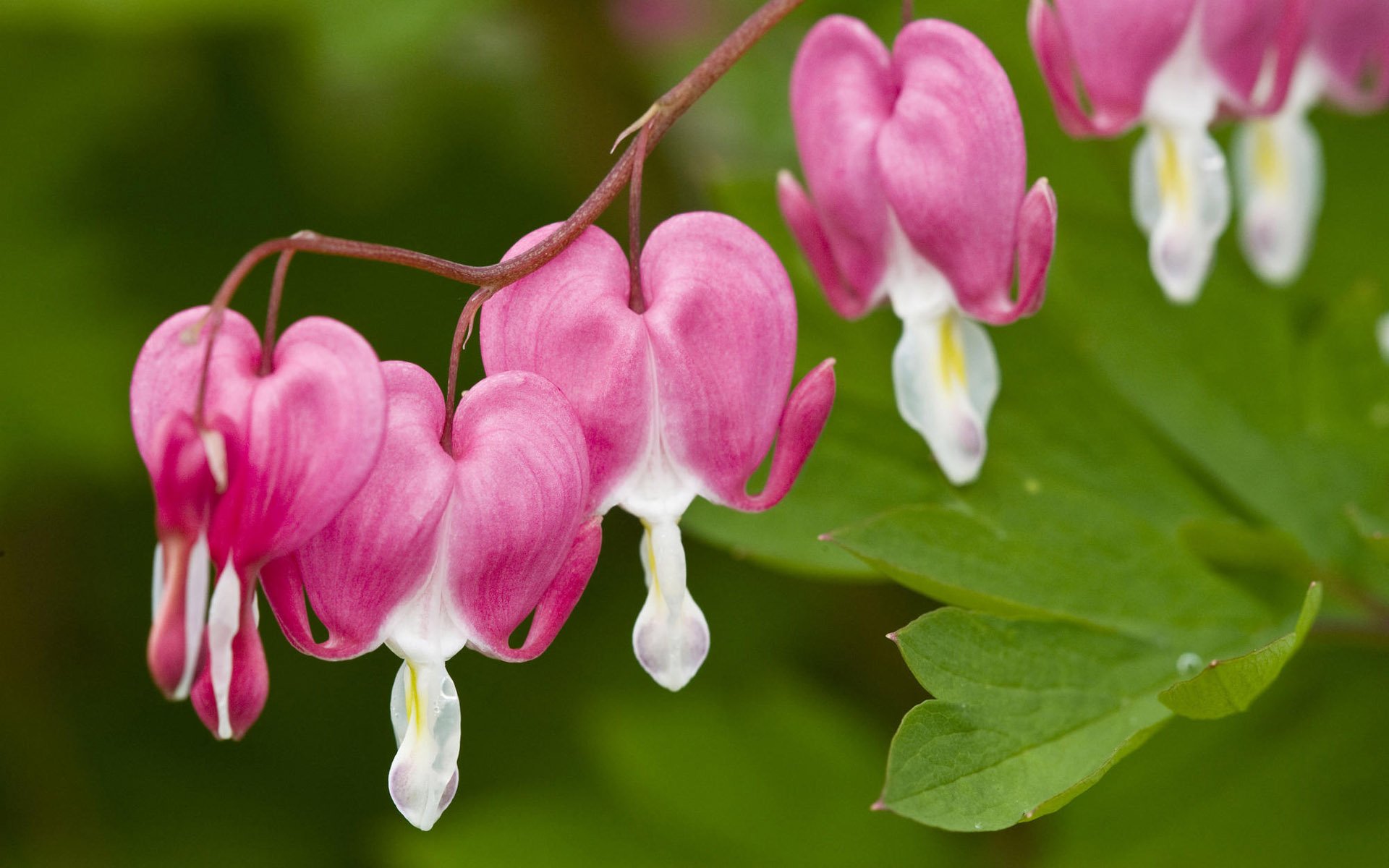 pink, Flowers Wallpaper