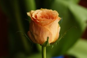 orange, Rose